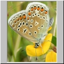 Polyommatus icarus - Hauhechelblaeuling w04.jpg